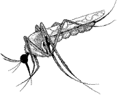Mosquitos carry Malaria